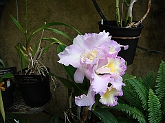 372 Longwood Gardens [2008 August 23]